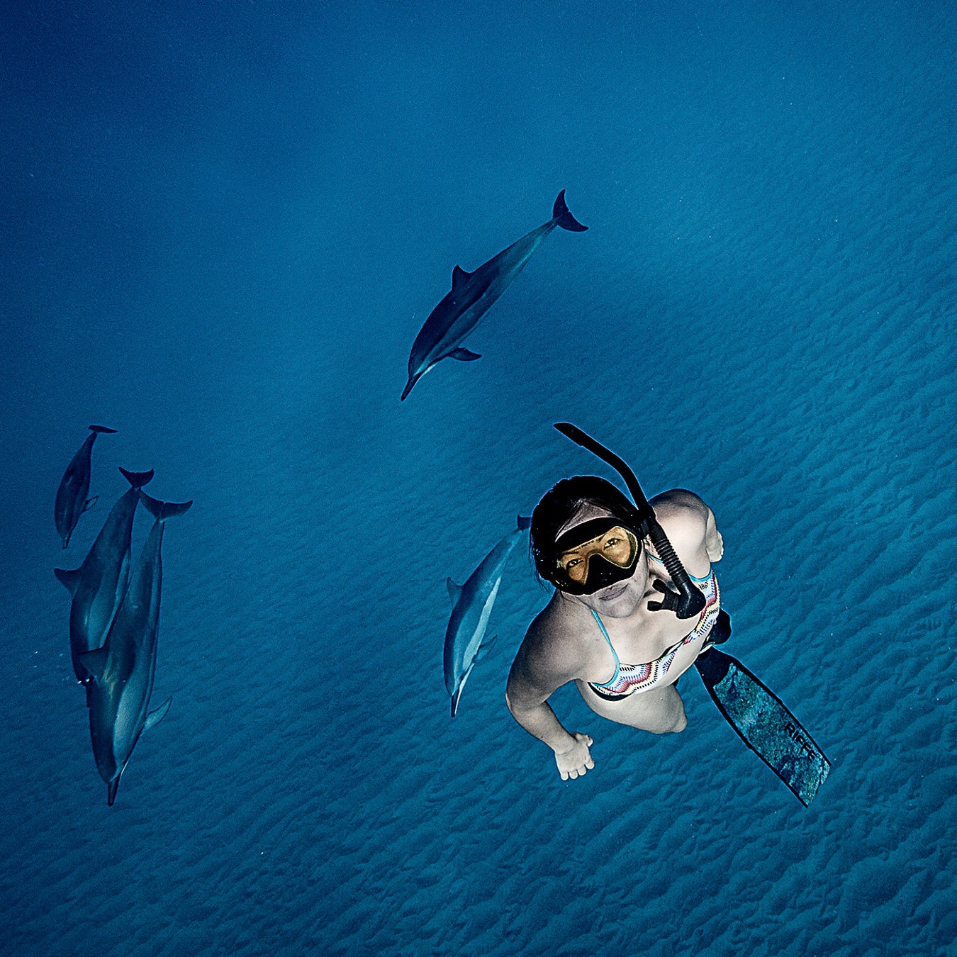 Swimming with dolphins in Oahu.