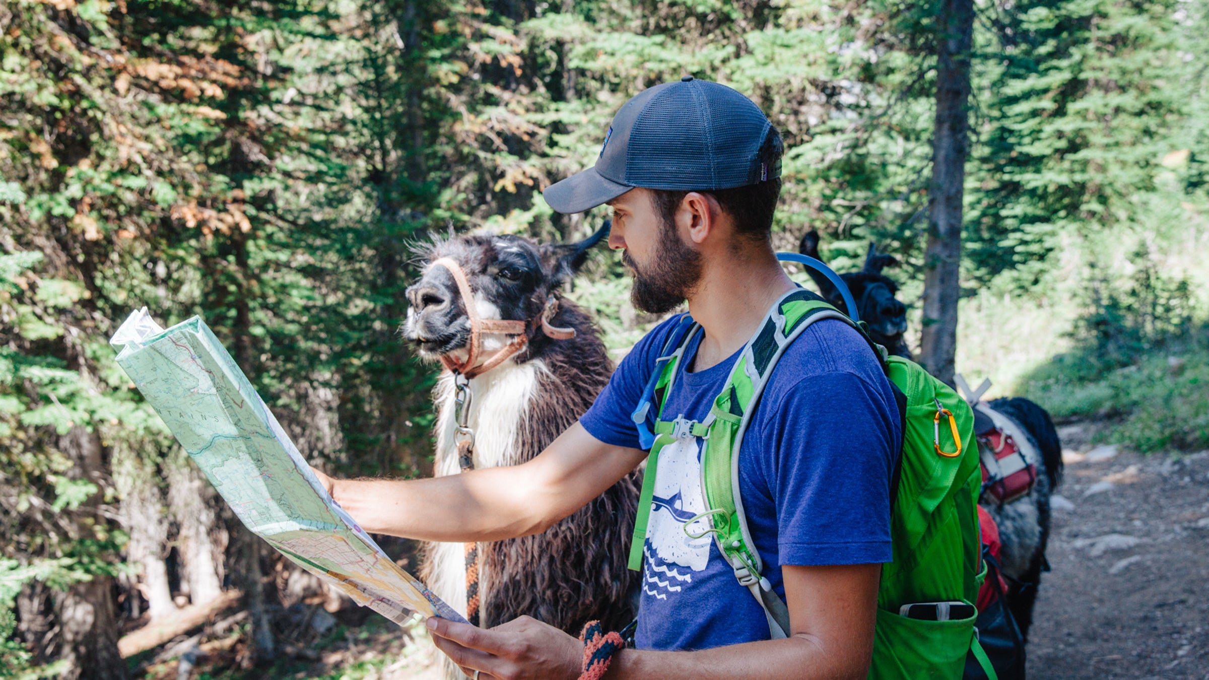 Llamas can help hikers and other outdoorspeople schlep creature comforts to far-off campsites.