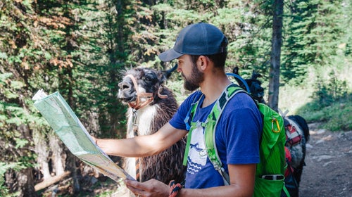 Llamas can help hikers and other outdoorspeople schlep creature comforts to far-off campsites.