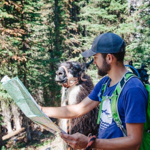 Llamas can help hikers and other outdoorspeople schlep creature comforts to far-off campsites.