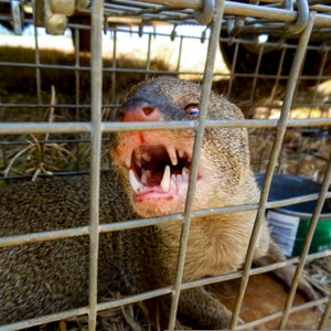 An invasive Hawaiian mongoose.