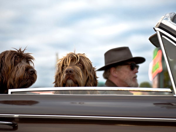 Keeping your pup happy on the road is key to a happy canine assisted road trip.