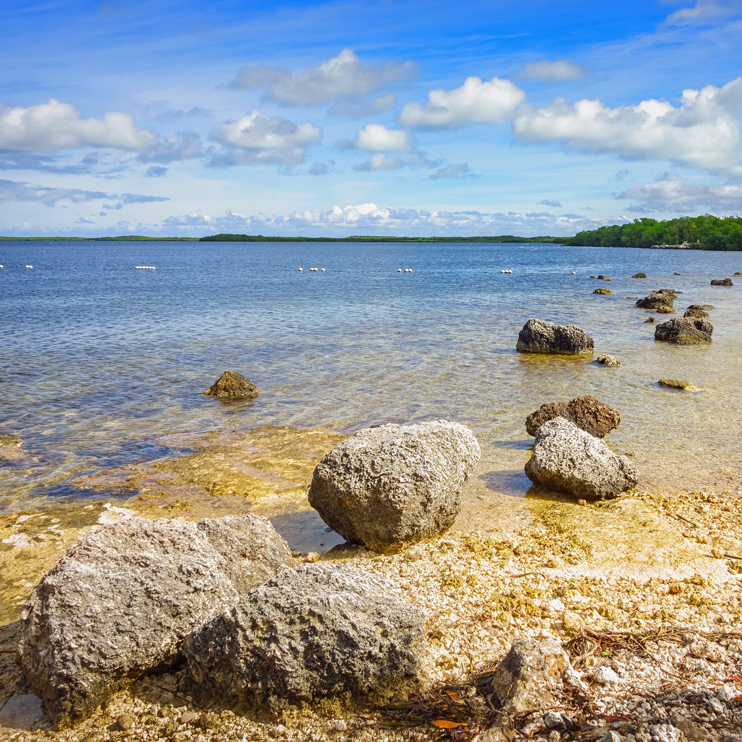 Don’t forget about state and county forests and parks, like Florida’s John Pennekamp Coral Reef State Park.