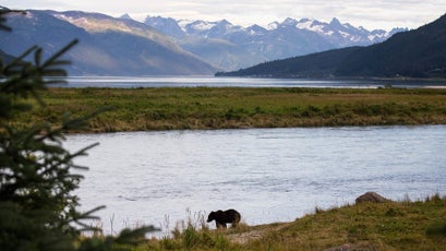 A brown bear hunts along the bank of the Chilkat River. Droves of sockeye salmon spawn in the Chilkat watershed, sustaining thriving populations of brown bear, moose, and bald eagles, who in turn fertilize the surrounding rainforest with nutrients.