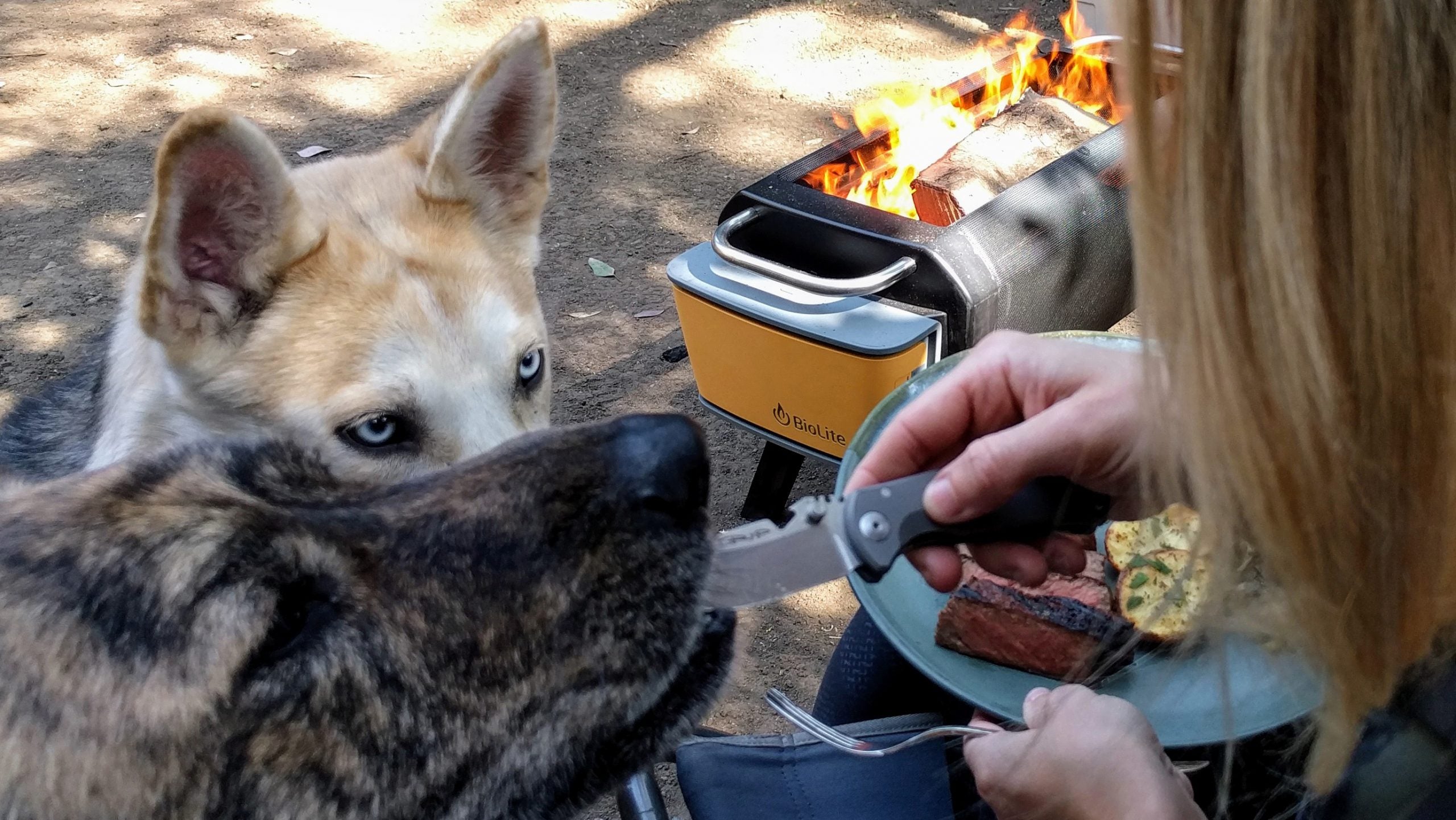 Do not try this at home. Stunts performed by professional stunt dogs. And yes, that is Robert Young Pelton's latest knife, the 100 percent made in America <a href="https://www.dpxgear.com/dpx-hest-f-urban-titanium-first-run.html" target="_blank">HEST/F Urban Ti</a>.