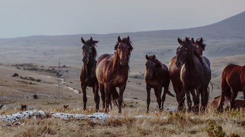 David Phillips, author of 'Wild Horse Country,' has been covering the topic for over a decade.