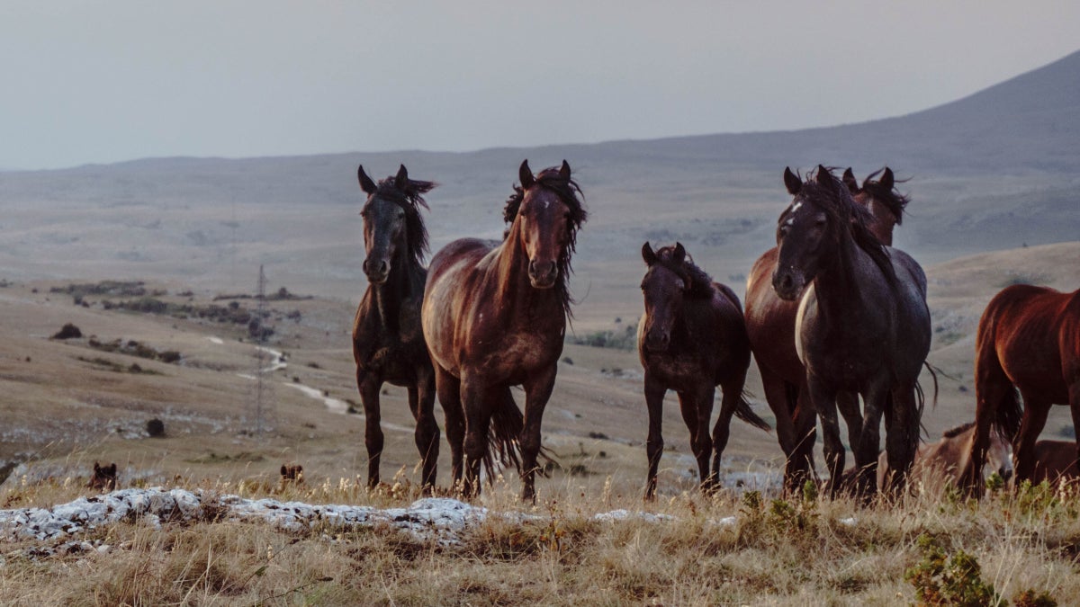 What Should We Do About Wild Horses?