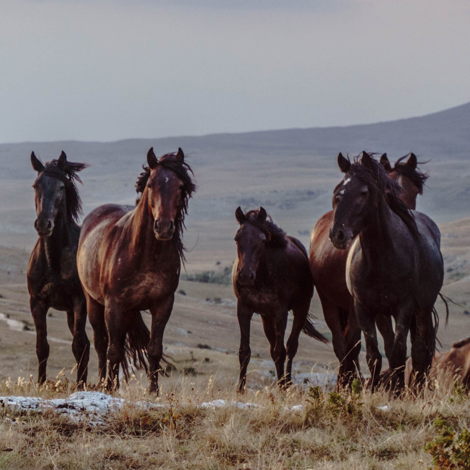 David Phillips, author of 'Wild Horse Country,' has been covering the topic for over a decade.