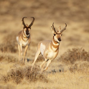 Can a human chase down an antelope on foot?