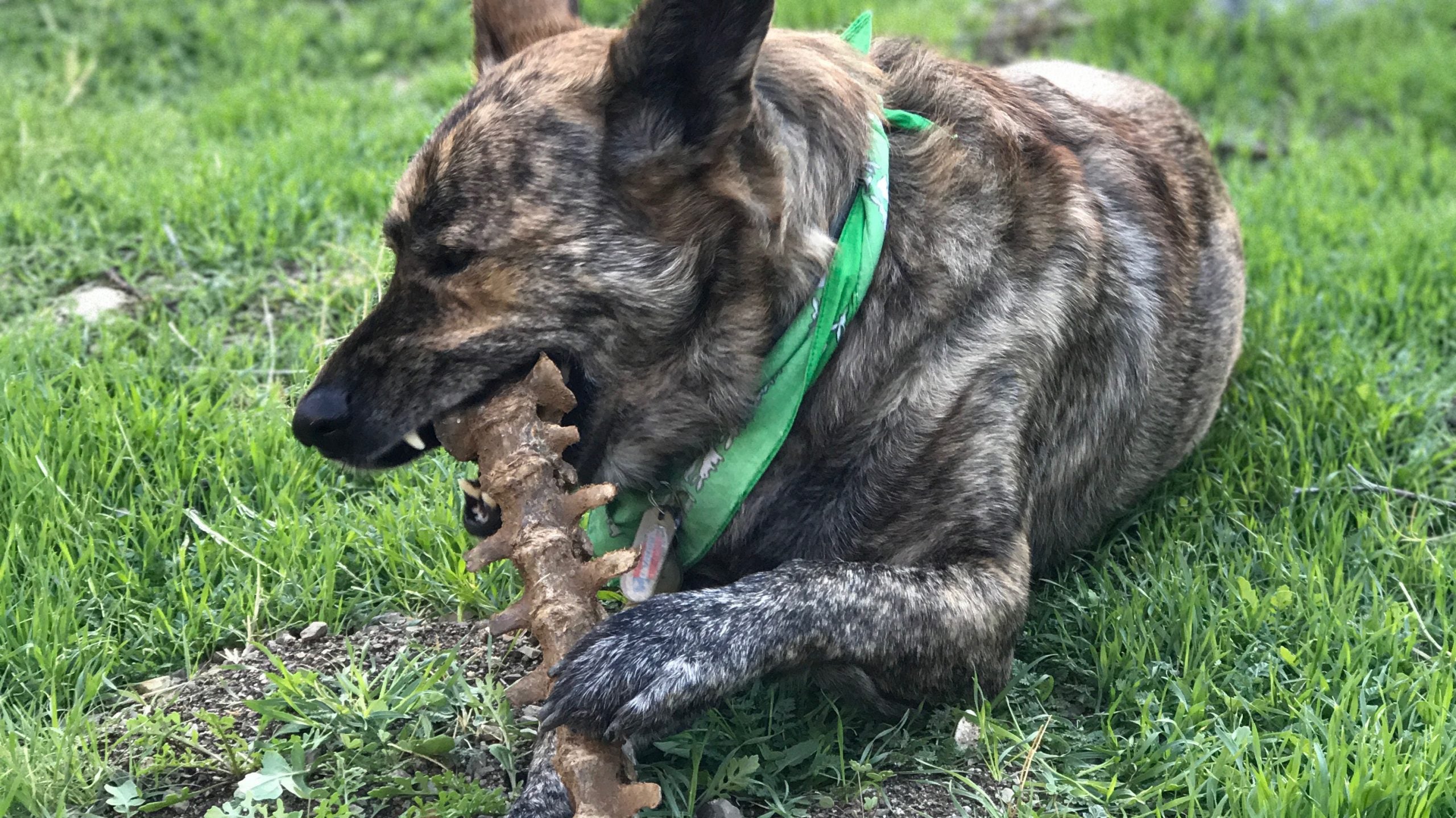 Wiley found this spinal cord up in the mountains and spent two days carrying it around, and munching on it. . It's from a bighorn sheep, maybe. 