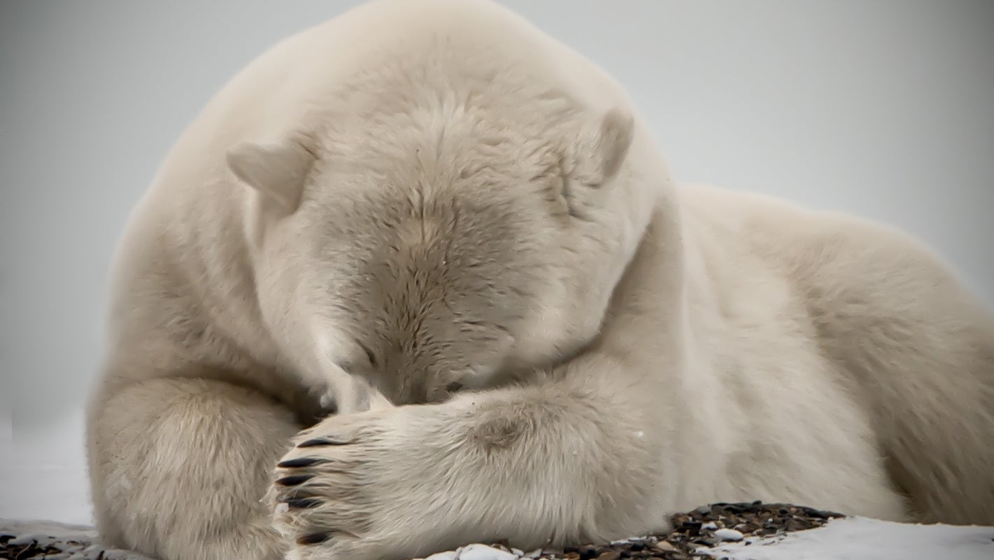 Drilling in the ANWR could threaten the outright survival of the polar bear.
