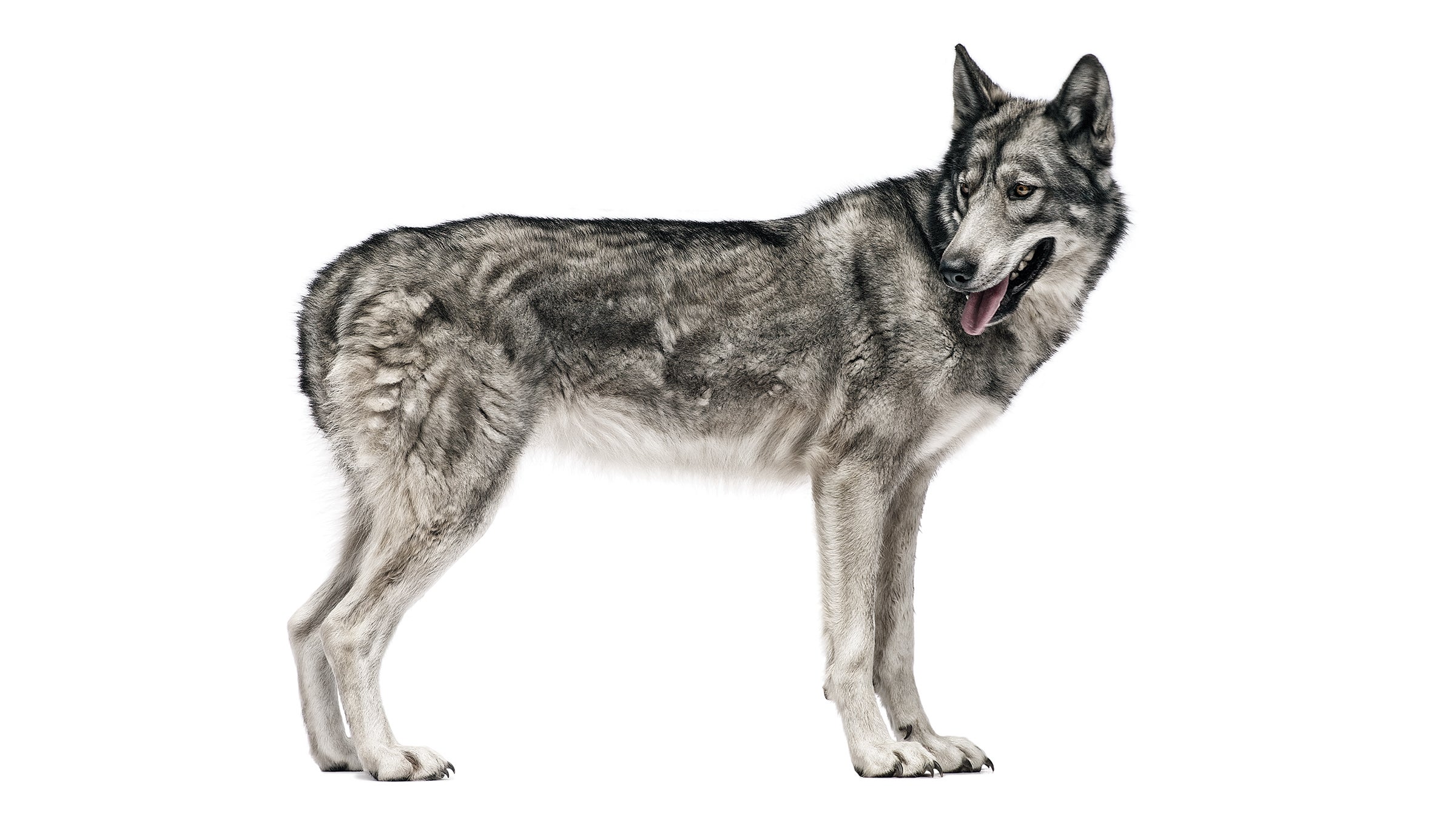 The rich particulars of American Wolf were drawn from firsthand observations by a crew of dedicated wolf watchers.