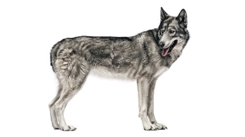 The rich particulars of American Wolf were drawn from firsthand observations by a crew of dedicated wolf watchers.