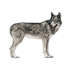 The rich particulars of American Wolf were drawn from firsthand observations by a crew of dedicated wolf watchers.