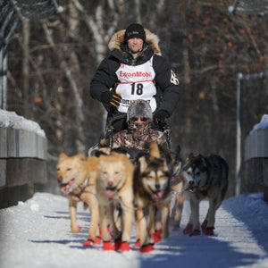 Several dogs on four-time champion Dallas Seavey’s team tested positive for an opioid pain medication last spring.