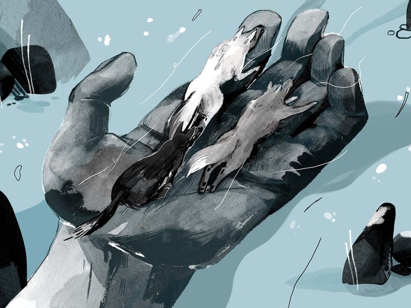 Humans don’t know how wolves decide which way to go, but the choice is as important as any they’ll ever make.