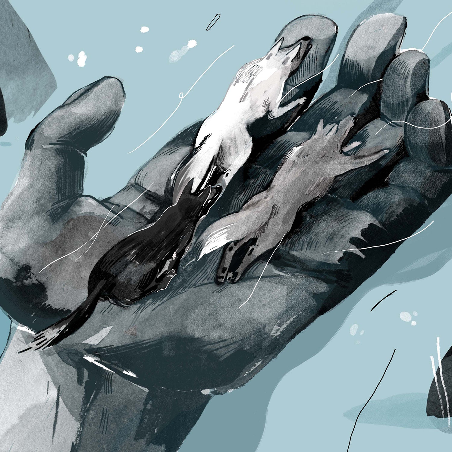 Humans don’t know how wolves decide which way to go, but the choice is as important as any they’ll ever make.