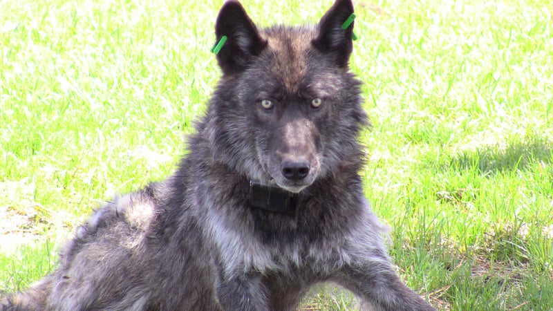 OR4, the Imnaha wolf pack's alpha male, after being refitted with a working GPS collar on May 19, 2011.