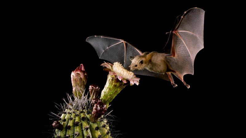 A Merlin Tuttle photograph of a Lesser long-nosed bat pollinating an organ pipe cactus.