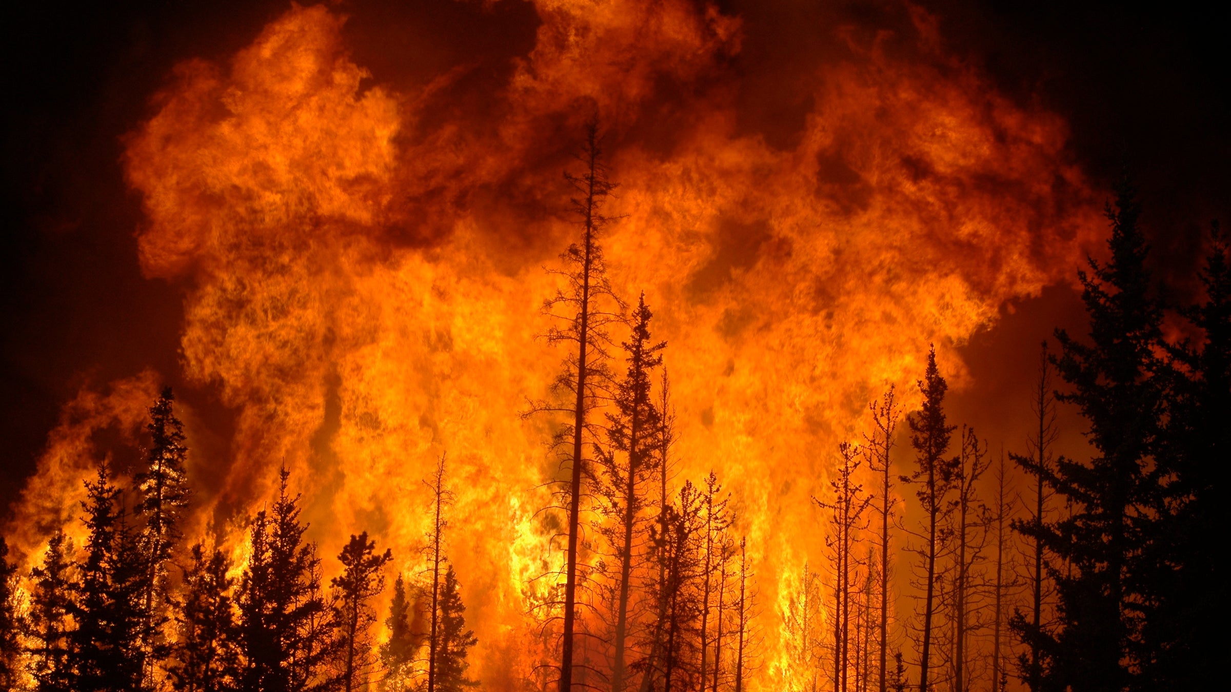 During the first week of June 2009, Sustainable Resource Alberta burned nearly 8,000 hectares of forest in Western Alberta, just east of the Saskatchewan River Crossing on the Icefields Parkway and Highway 11. The forest was destroyed to bring about greater diversity, stem the spread of mountain pine beetle and to create a fire barrier for any future wild fires.
