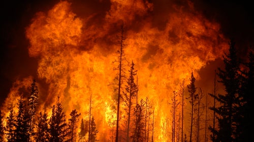During the first week of June 2009, Sustainable Resource Alberta burned nearly 8,000 hectares of forest in Western Alberta, just east of the Saskatchewan River Crossing on the Icefields Parkway and Highway 11. The forest was destroyed to bring about greater diversity, stem the spread of mountain pine beetle and to create a fire barrier for any future wild fires.