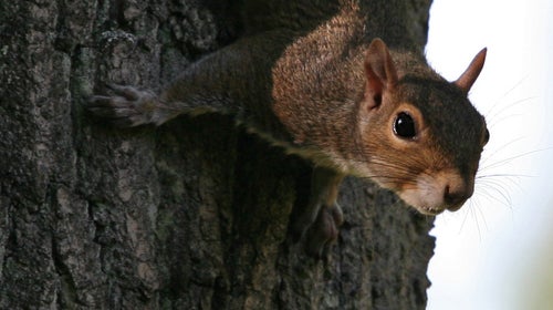 A gray squirrel.