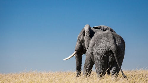 An elephant in Tanzania.