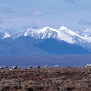 Brooks Range in the Arctic National Wildlife Refuge (ANWR) where Congress may allow drilling.