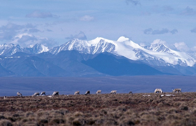 Brooks Range in the Arctic National Wildlife Refuge (ANWR) where Congress may allow drilling.