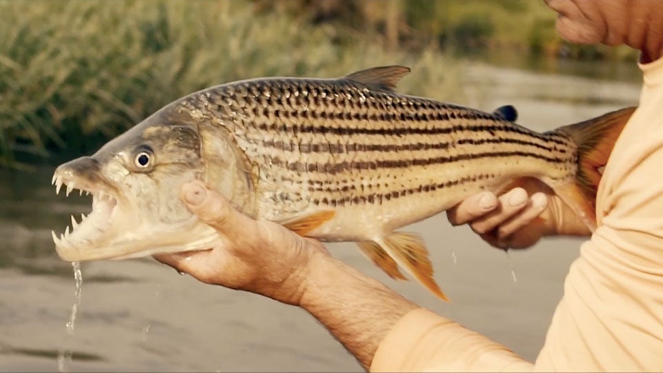 Tiger Fishing In South Africa