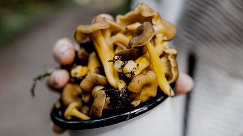 Picking mushrooms can be fun, but if you aren't careful you can end up fighting for your life.