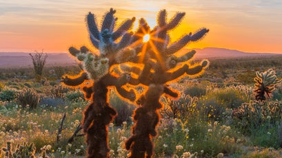 Cholla cactus back-lit by morning sun at Yaqui Meadows.