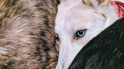 Wiley, Bowie, Lenny. All rescue mutts.