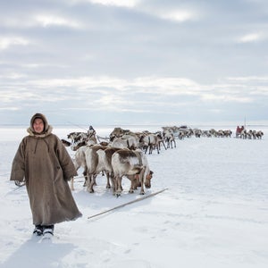 Sergio during the river Ob migration leading his reindeer.