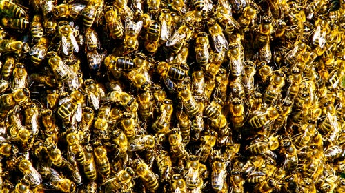You might not be allergic, but in an encounter with a swarm African bees, that might not matter.