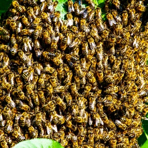 You might not be allergic, but in an encounter with a swarm African bees, that might not matter.