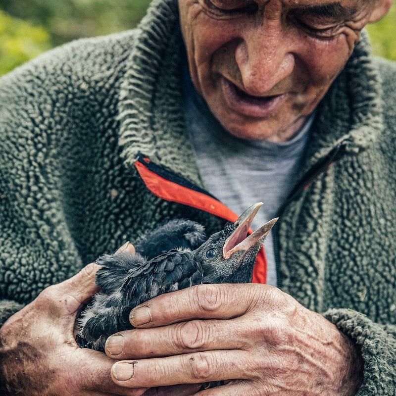 A baby crow to study.