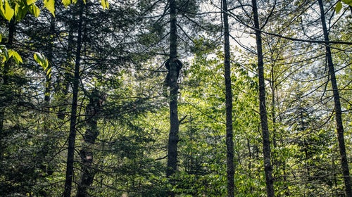 Climbing a pine to inspect a crow’s nest.