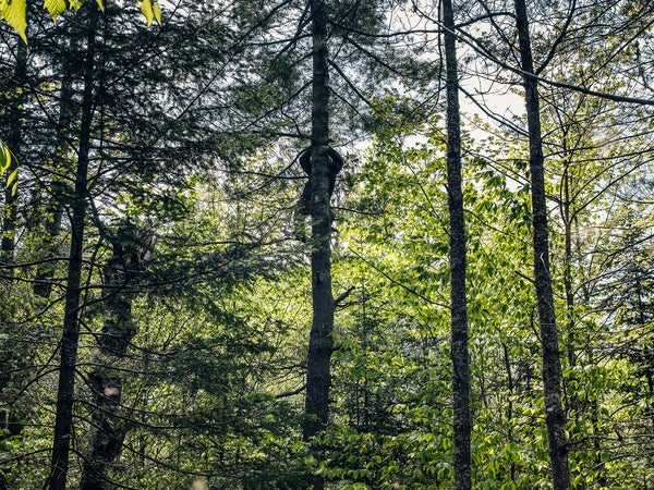 Climbing a pine to inspect a crow’s nest.