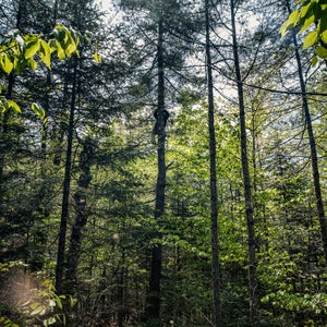 Climbing a pine to inspect a crow’s nest.
