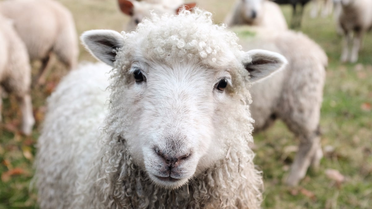 Icebreaker, Smartwool, and the Future of Wool