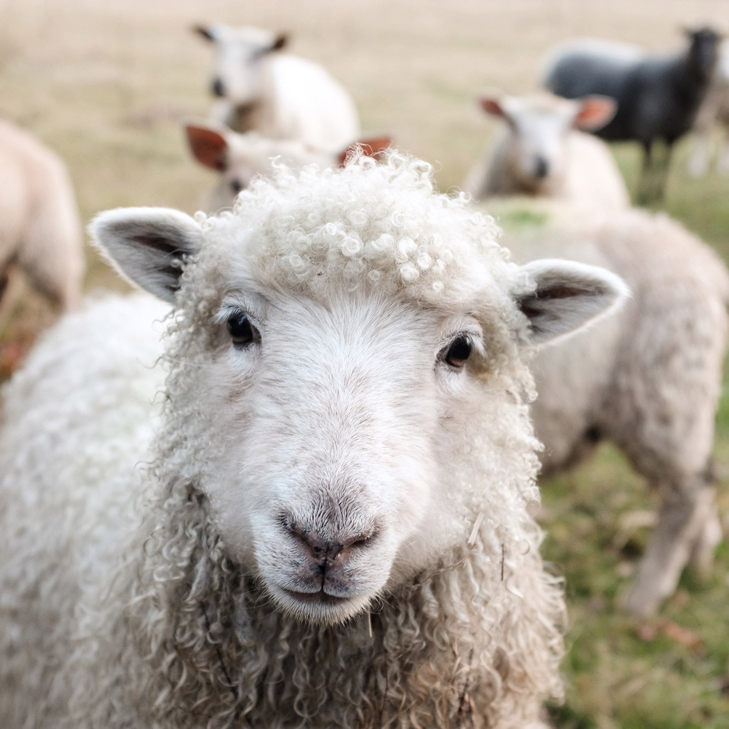 https://cdn.outsideonline.com/wp-content/uploads/2017/12/08/merino-wool-brands-sheep_s.jpg