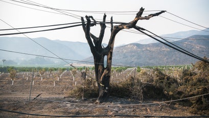 A tree burned by the Thomas Fire off Highway 150 near Santa Paula, December 8, 2017.