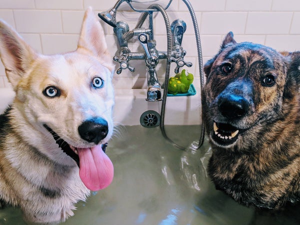 Bowie (left), and Wiley (right) 