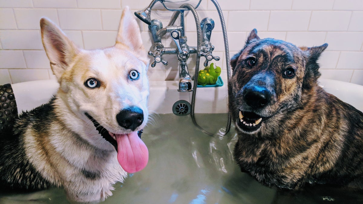 Video shows excited German shepherd jump into box of pet toys to pick one  out - ABC7 Los Angeles