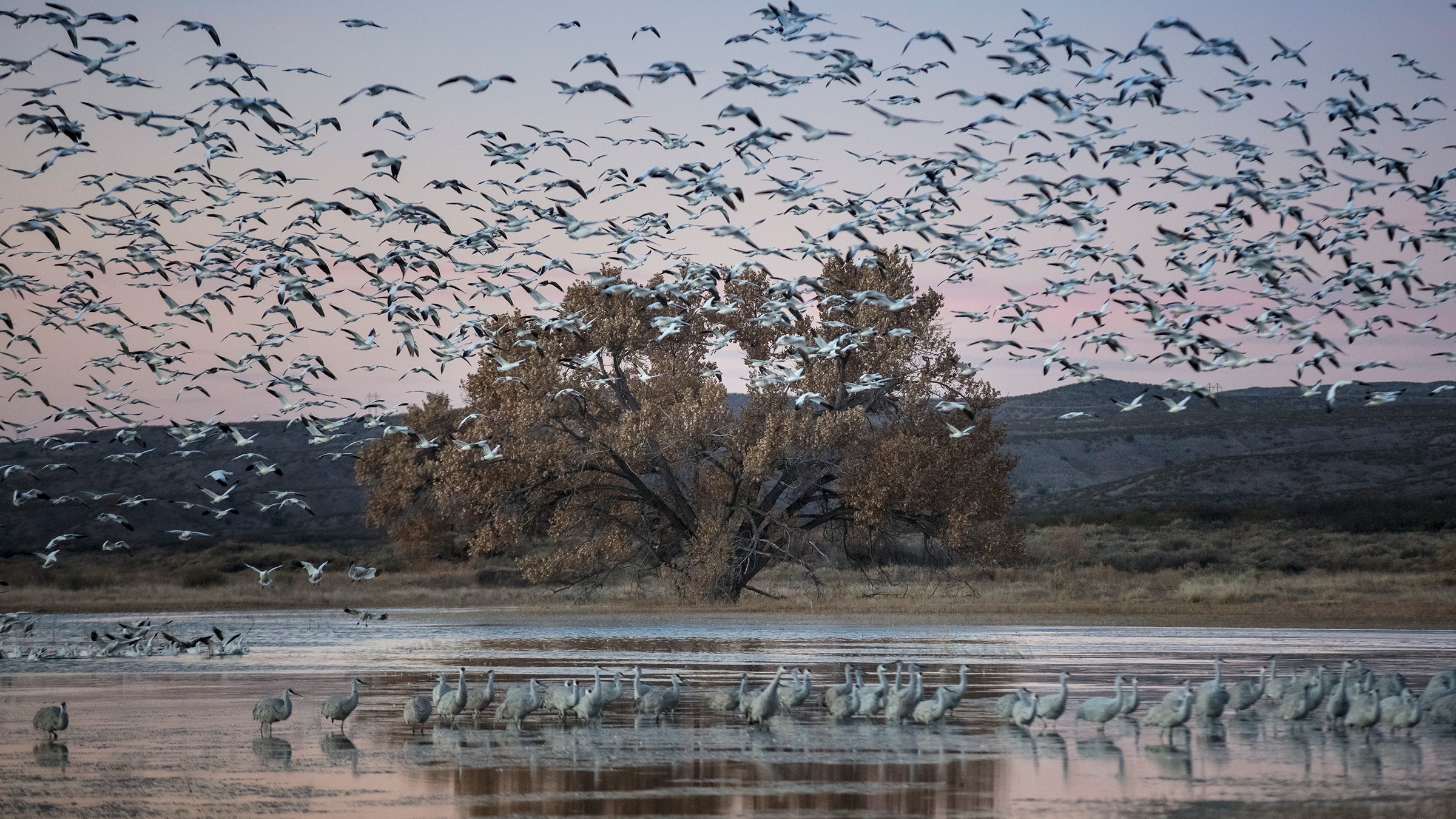 The most dramatic moments for viewing birds are before sunrise and after sunset, as the animals first disperse then return to their roosts.