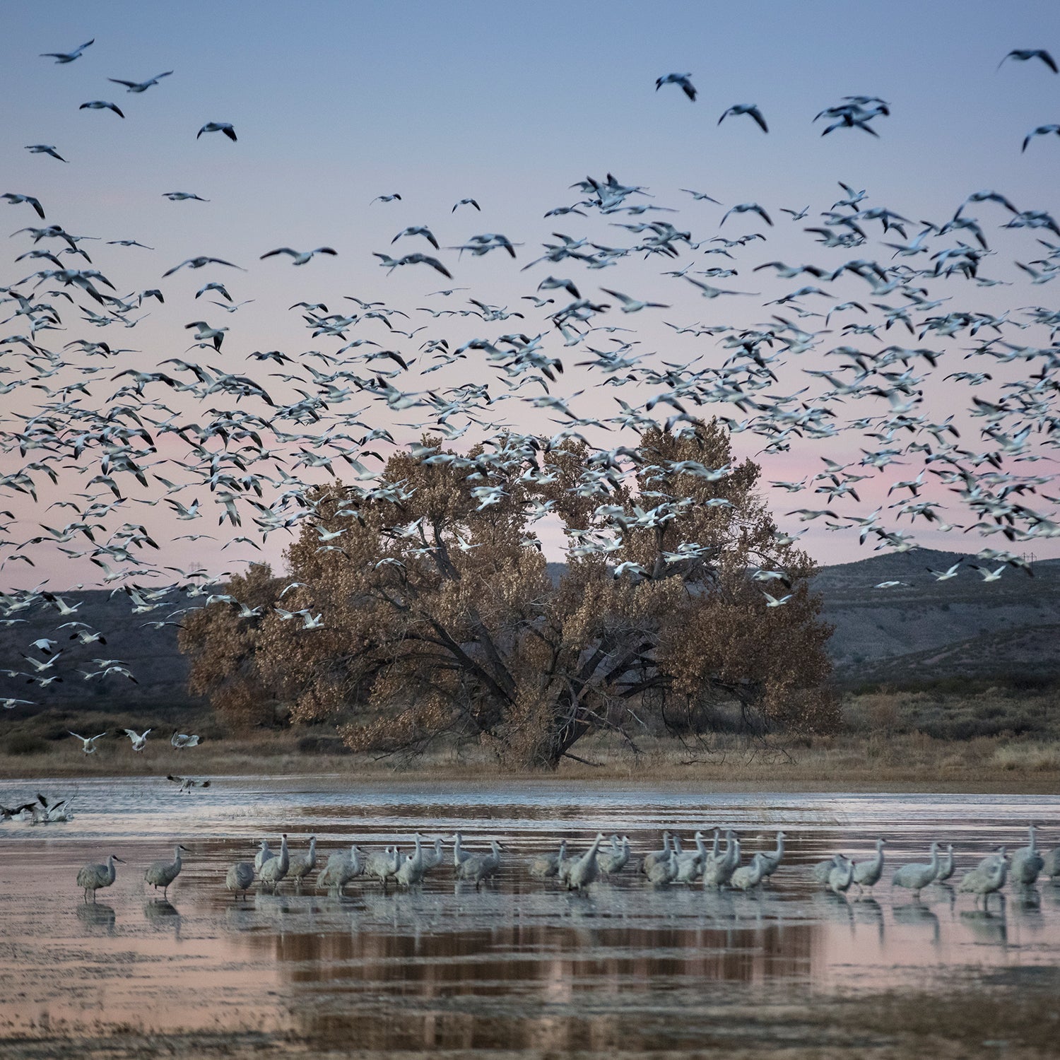 The most dramatic moments for viewing birds are before sunrise and after sunset, as the animals first disperse then return to their roosts.