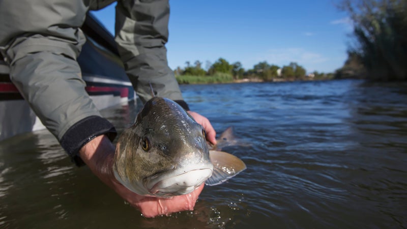 Guide to freshwater shore fishing in north Louisiana