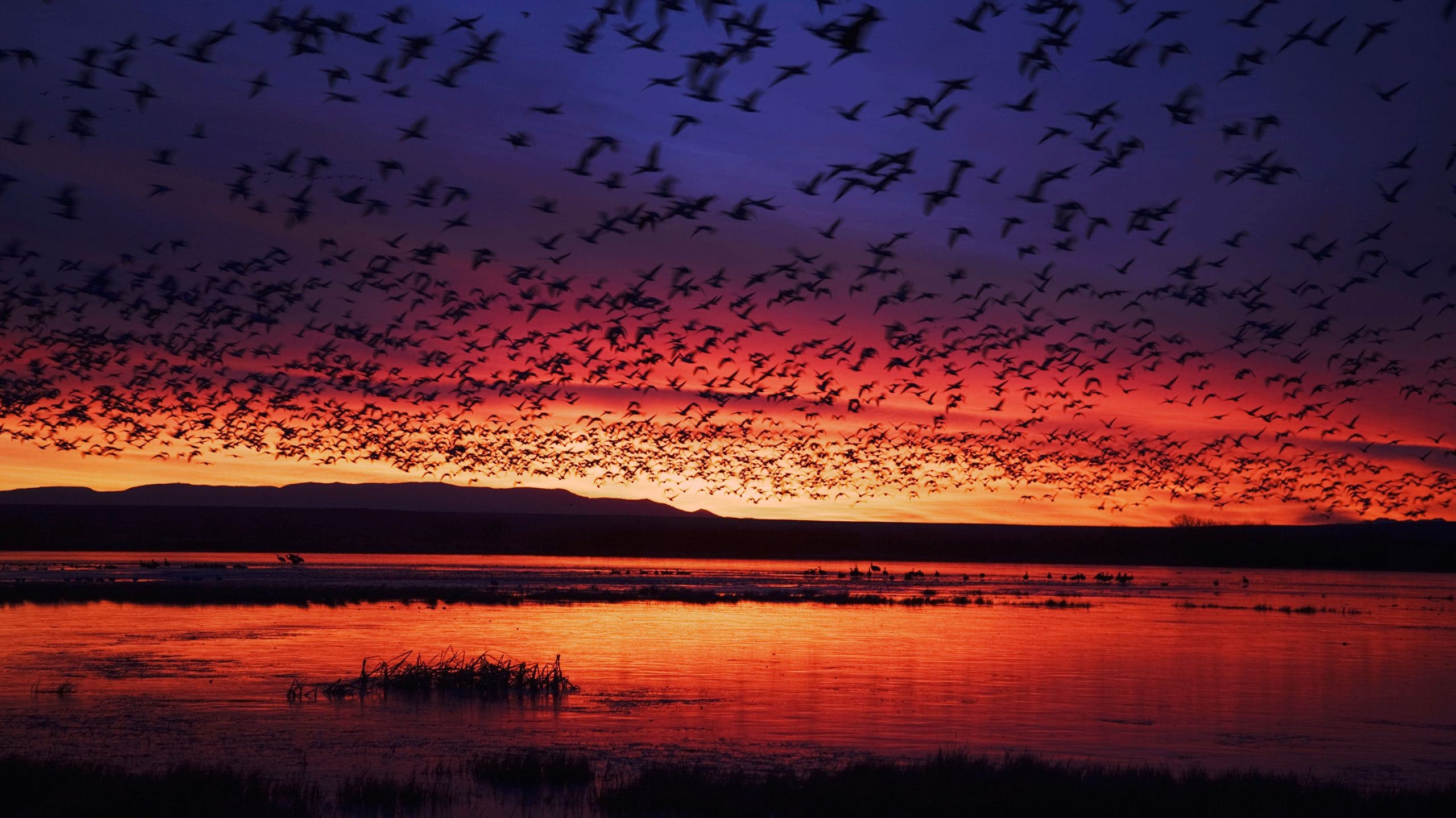 The Adventurer's Guide to Wildlife