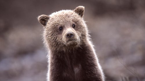 Despite the habitat suitability, not a single grizzly is known to be currently living in the American chunk of the North Cascades.